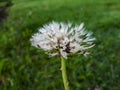 Macro close-up shot of waterdrops in wet seeded dandelion plant head composed of wet, white pappus parachute-like seeds Royalty Free Stock Photo