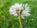 Macro close-up shot of waterdrops in wet seeded dandelion plant head composed of wet, white pappus parachute-like seeds Royalty Free Stock Photo