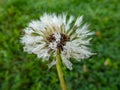 Macro close-up shot of waterdrops in wet seeded dandelion plant head composed of wet, white pappus parachute-like seeds Royalty Free Stock Photo