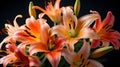 Macro close up shot wet soft pink Tiger Lily flower looks fresh isolated on black background Royalty Free Stock Photo