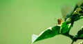 A macro close up shot of a yellow moth with spreading antenae while resting on a leaf Royalty Free Stock Photo