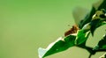 A macro close up shot of a yellow moth with spreading antenae while resting on a leaf Royalty Free Stock Photo