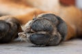 Macro close up shot of a young adult German sheepdog paw and nails