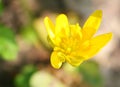 Macro close-up of a single Lesser Celandine flower (ficaria verna)