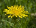 Macro close up single yellow dandelion with climbing ant on lush Royalty Free Stock Photo