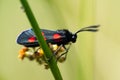 A macro close up of a six-spot burnet moth sitting on flowers of the common rush