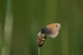Macro close up of a small heath butterfly in nature resting on a plant