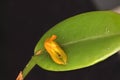 Macro close up of a small yellow orchid