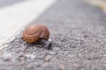 Macro close-up of snail on the road is moving slow. Royalty Free Stock Photo