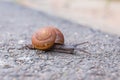 Macro close-up of snail on the road is moving slow. Royalty Free Stock Photo