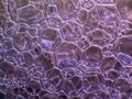 Macro close up of soap bubbles look like scienctific image of cell and cell membrane.