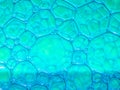 Macro close up of soap bubbles look like scienctific image of cell and cell membrane.