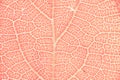 Pale Pink Leaf Veins in Intricate Macro Detail Royalty Free Stock Photo