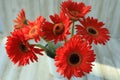 Macro close up of some orange gerbera daisy flowers Royalty Free Stock Photo