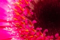 A macro close up of the stamen and petals of a Royalty Free Stock Photo