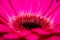 a macro close up of the stamen and the petals of a Royalty Free Stock Photo