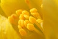 Extreme close-up of the stamens of a yellow winter aconite flower