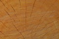 A macro photo of a freshly cut tree, showing texture of the wood. Soft warm colours of the wood and fine details of its structure.