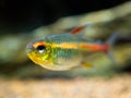 Macro close up of a tetra growlight Hemigrammus Erythrozonus in a fish tank with blurred background Royalty Free Stock Photo