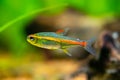 Macro close up of a tetra growlight Hemigrammus Erythrozonus in a fish tank with blurred background Royalty Free Stock Photo