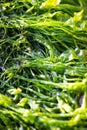 Macro close up texture of wet green seaweed washed up on shore Royalty Free Stock Photo