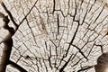 Macro close-up texture of a wood grain Royalty Free Stock Photo