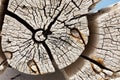 Macro close-up texture of a wood grain Royalty Free Stock Photo