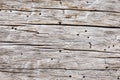 Macro close-up texture of a wood grain Royalty Free Stock Photo