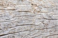 Macro close-up texture of a wood grain Royalty Free Stock Photo