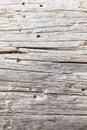 Macro close-up texture of a wood grain Royalty Free Stock Photo