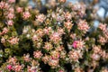 Macro close up of tiny alpine plants growing on top of Mount Wellington