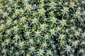 Macro close up of tiny alpine plants growing on top of Mount Wellington