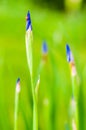 Macro close-up of a tiny bug sitting on still closed but gorgeous Iris flower blooming blue bud on other Irises and grass