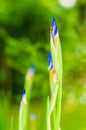 Macro close-up of a tiny bug sitting on still closed but gorgeous Iris flower blooming blue bud on other Irises and grass