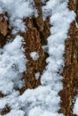 Macro close up of tree bark during winter season, tree bark covered in snow, nature texture background Royalty Free Stock Photo