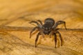 Macro close up of tropical arachnid spiders in the wild arachnophobia Royalty Free Stock Photo