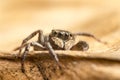 Macro close up of tropical arachnid spiders in the wild arachnophobia Royalty Free Stock Photo