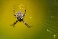 Macro close up of tropical arachnid spiders in the wild arachnophobia Royalty Free Stock Photo