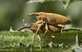 Long snout weevil beetles mating