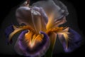 Macro Close-Up Ultra-Detailed Purple, Orange and White Iris Flower in Full Bloom (Generative AI) Royalty Free Stock Photo