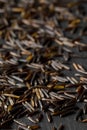 Macro close up of uncooked, raw, black wild rice grains on dark stone background Royalty Free Stock Photo