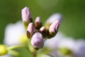 Macro close-up of unopened Lady\'s Smock (Cardamine pratensis) flower buds. Royalty Free Stock Photo