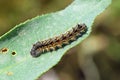 The painted lady butterfly caterpillar , Vanessa cardui larva