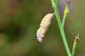 The painted lady butterfly chrysalis , Vanessa cardui pupa