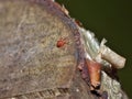 Macro close up velvet mite blood suckers on leaf, photo taken in the UK