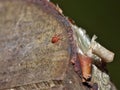 Macro close up velvet mite blood suckers on leaf, photo taken in the UK Royalty Free Stock Photo