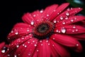 Macro close up of a vibrant blooming flower with a single raindrop, offering free copy space