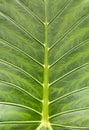 Macro close up view of a beautifully structured green leaf Royalty Free Stock Photo
