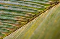 Macro close up view of a beautifully structured green leaf Royalty Free Stock Photo