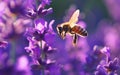 Macro close-up view of bee Royalty Free Stock Photo